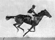 File:Muybridge race horse animated 184px.gif