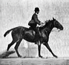 File:Muybridge horse jumping animated.gif