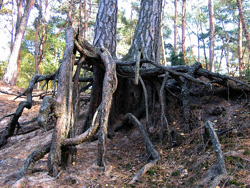 File:Pinus silvestris roots001xx.jpg