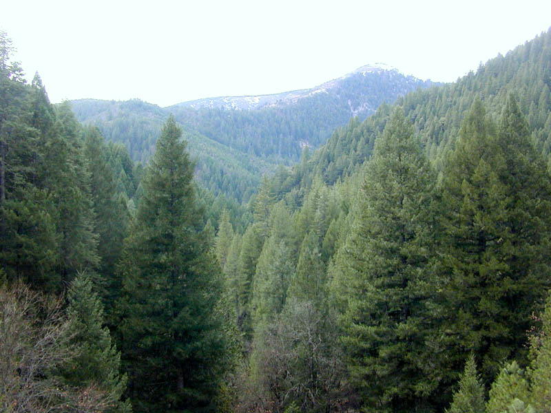 File:Conifer forest.jpg