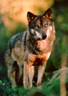 File:Iberian wolf.jpg