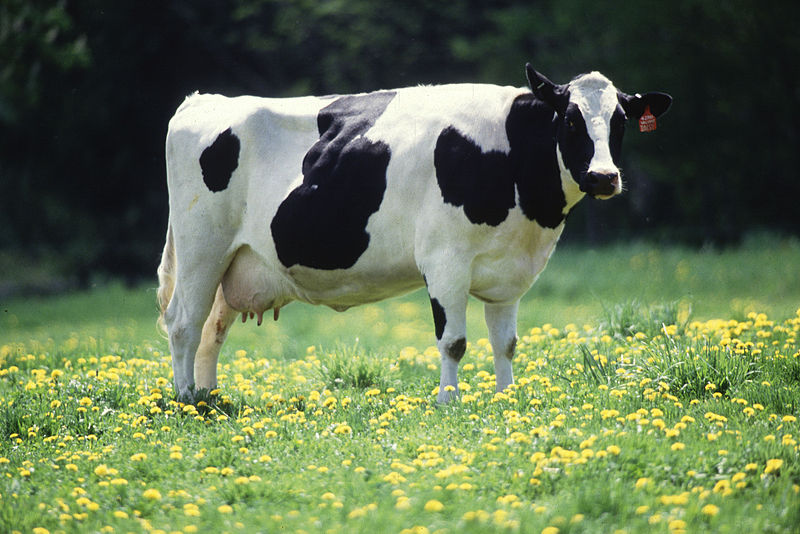 File:Cow female black white.jpg