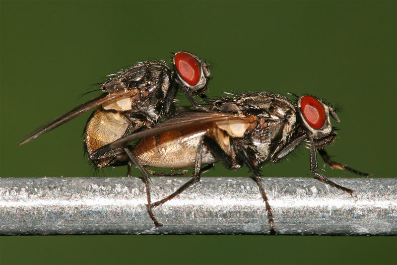 File:Housefly mating.jpg