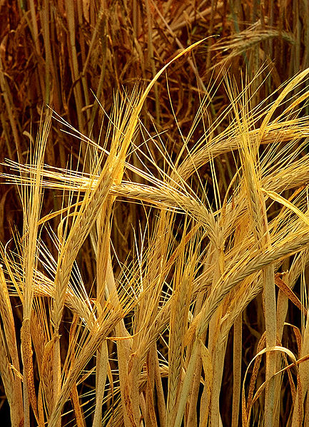 File:Hordeum-barley.jpg