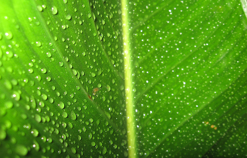 File:Wet Leaf.jpg