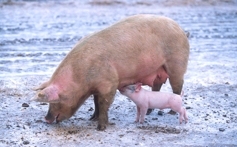 File:Sow with piglet.jpg