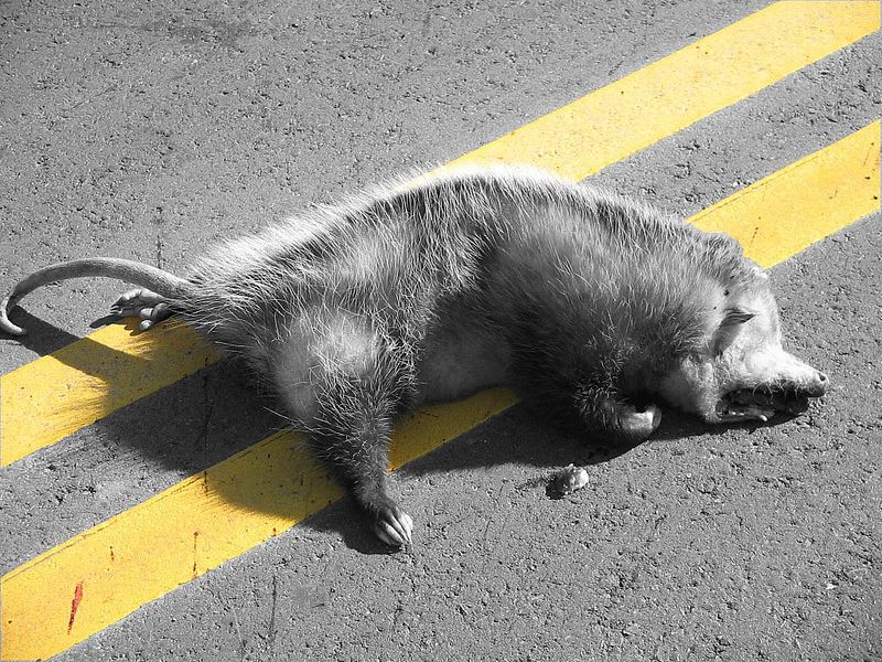 File:Dead Opossum.jpg