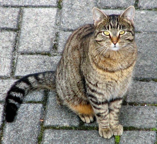 File:Domestic cat cropped.jpg