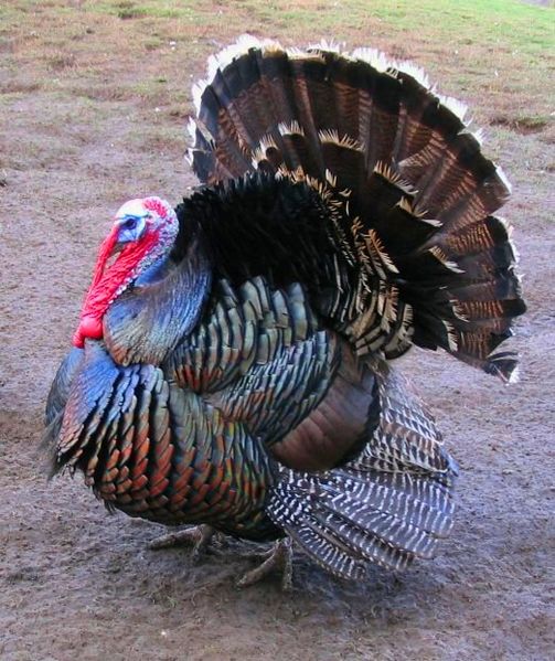 File:Male north american turkey supersaturated.jpg