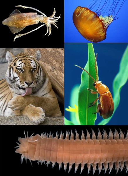 File:Animalia diversity.jpg