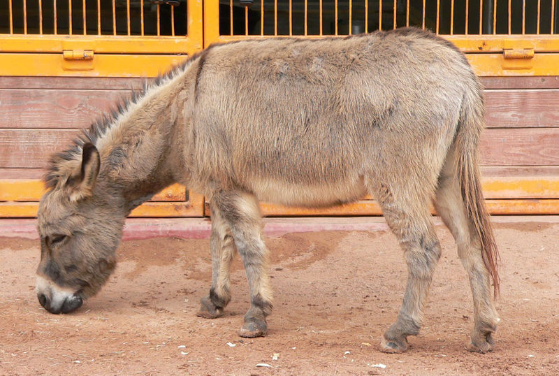 File:Donkey (Equus asinus) at Disney's Animal Kingdom (16-01-2005).jpg