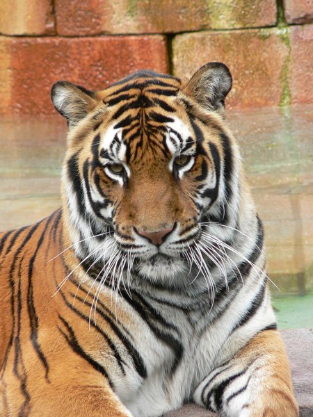 File:Panthera tigris6.jpg