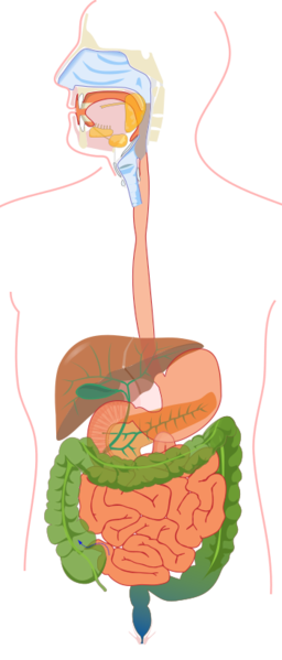 File:Digestive system without labels.svg